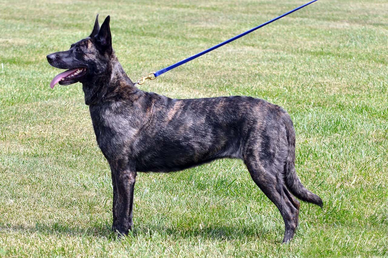 Dutch Shepherd