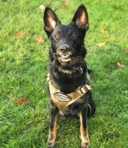 Dutch Shepherd German Shepherd mix