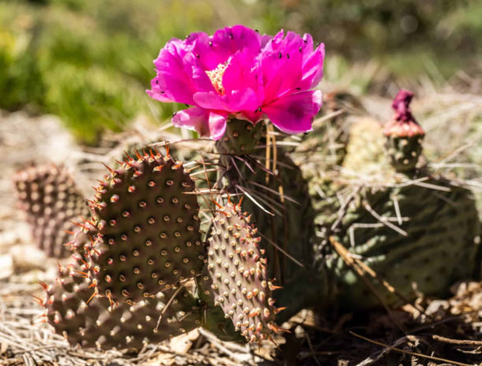 Echinopsis