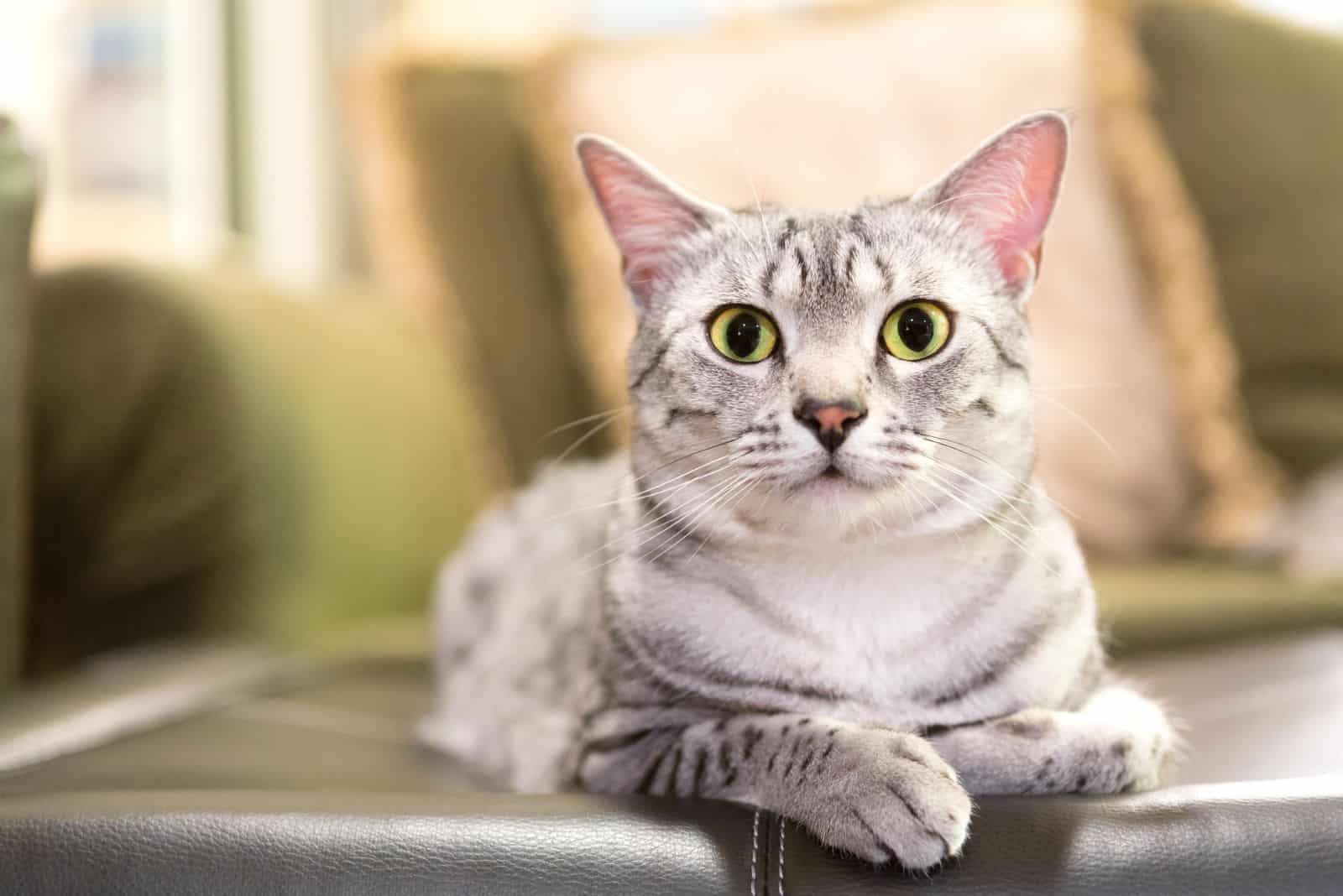 Egyptian Mau is lying on a leather chair