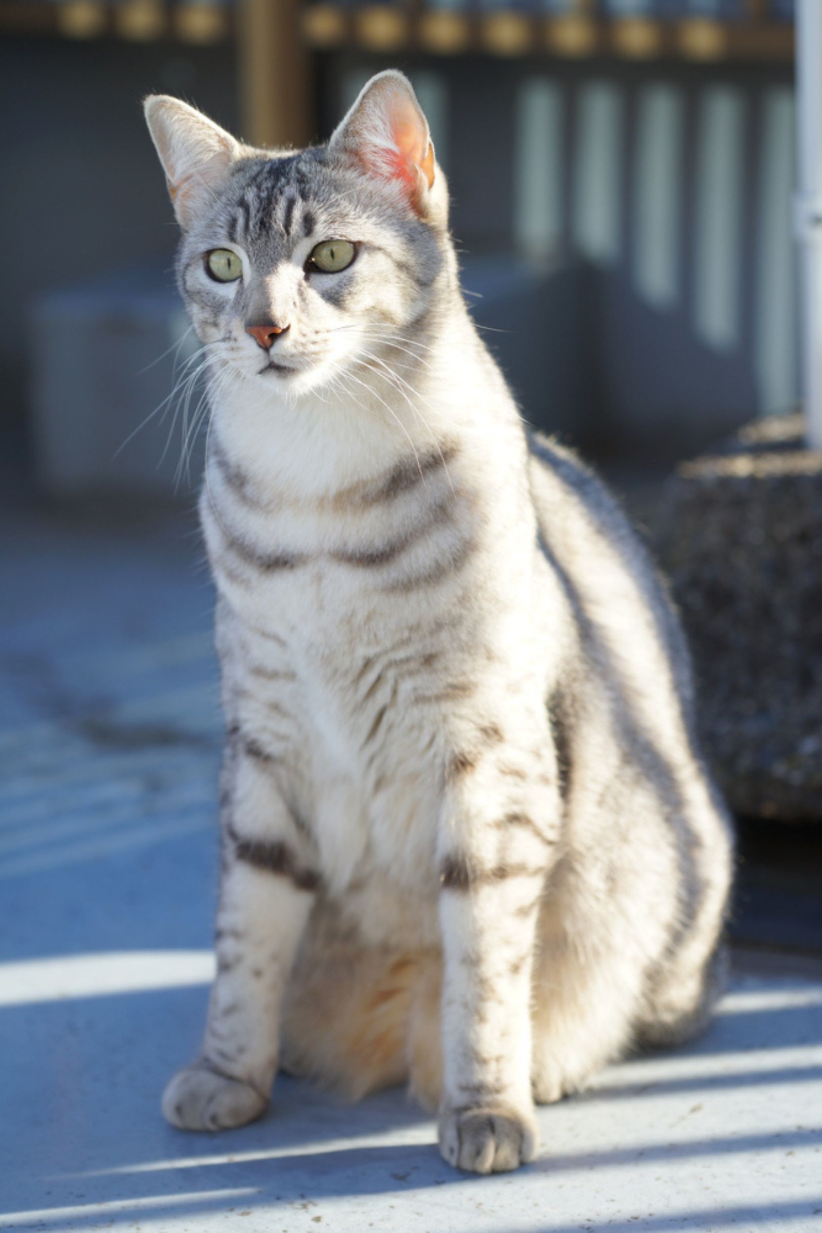 Egyptian Mau