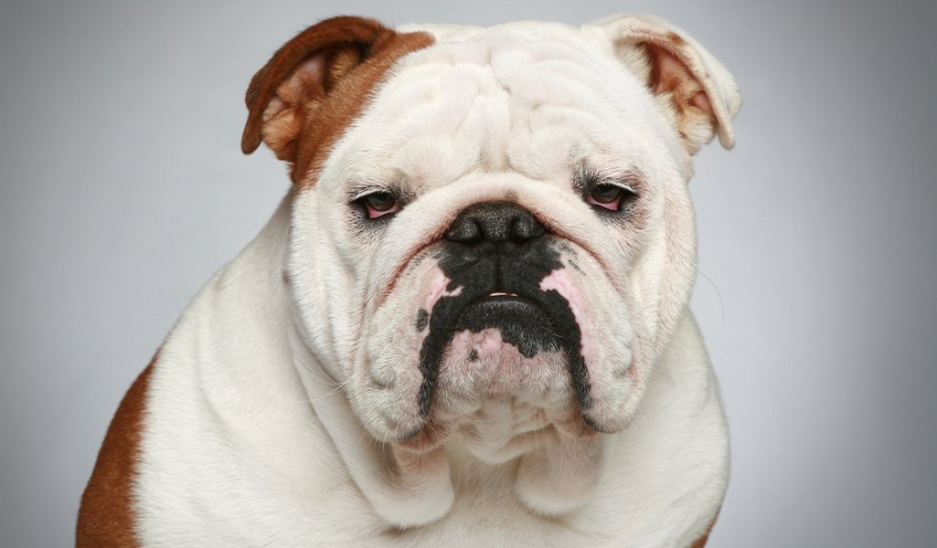 English Bulldog