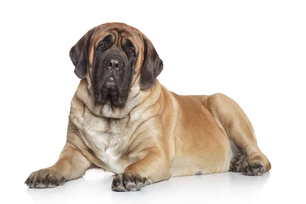 English Mastiff lying on a white background