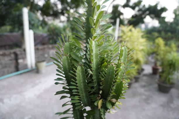 Euphorbia Trigona