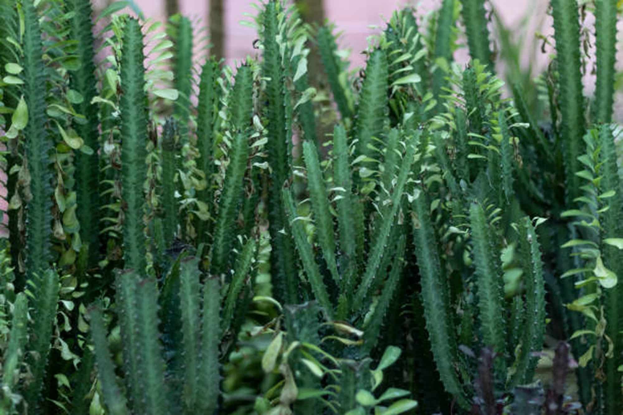 Euphorbia Trigona