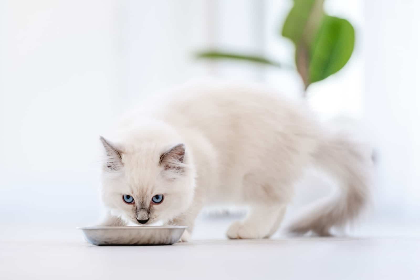 Lovely fluffy white ragdoll cat eating feed from bowl in light room