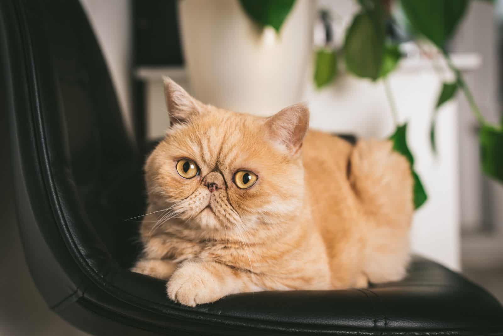 Exotic Shorthair Cat is lying on a leather chair