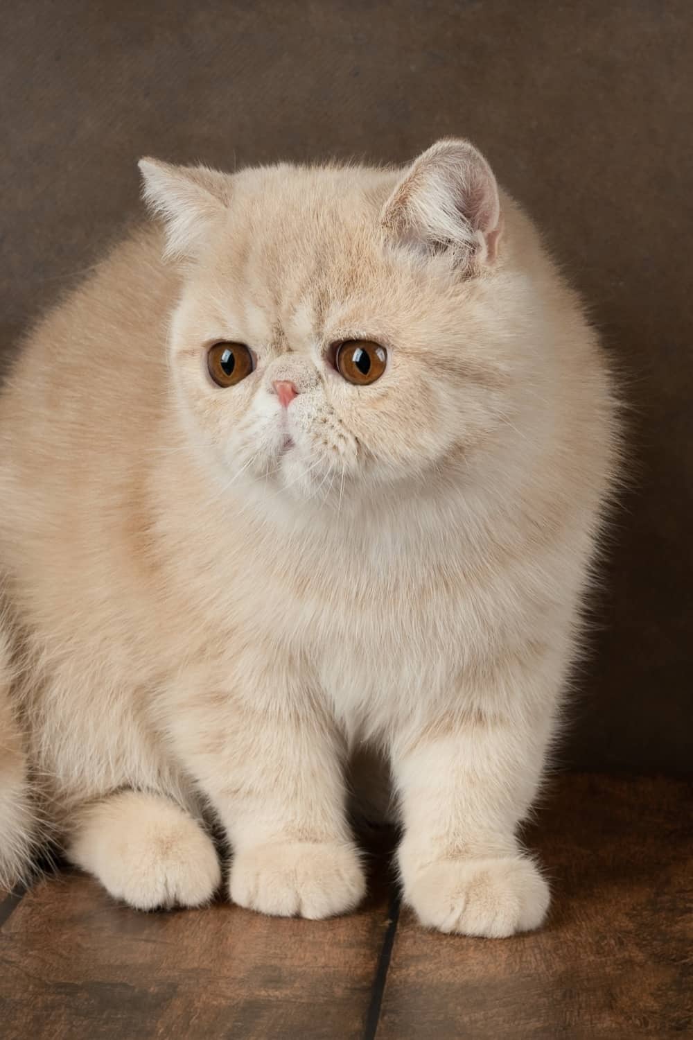 Exotic Shorthair