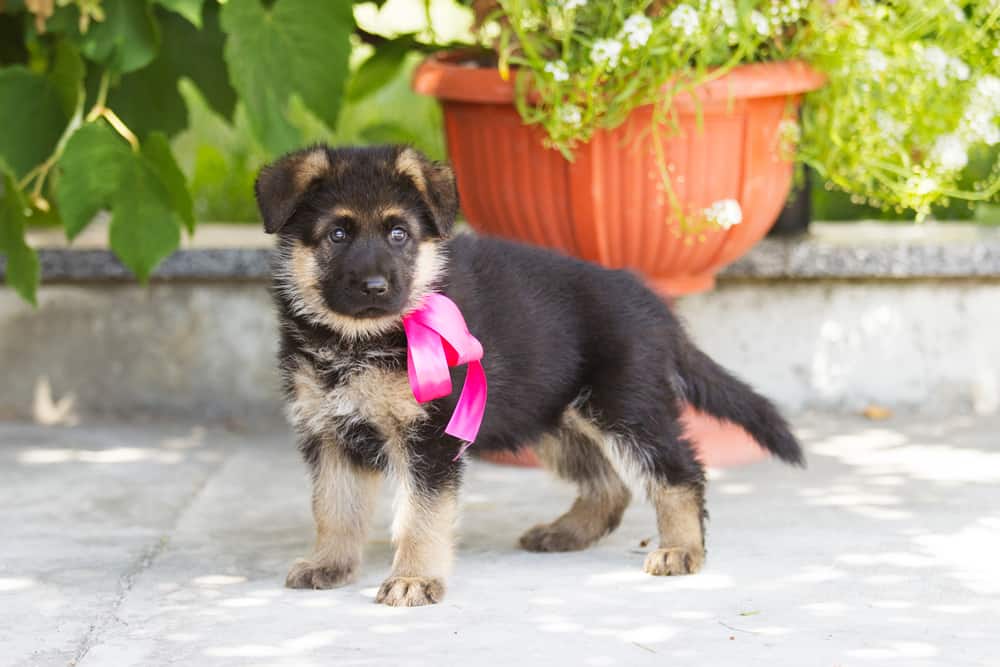 Female german shepherd puppy with pink bow