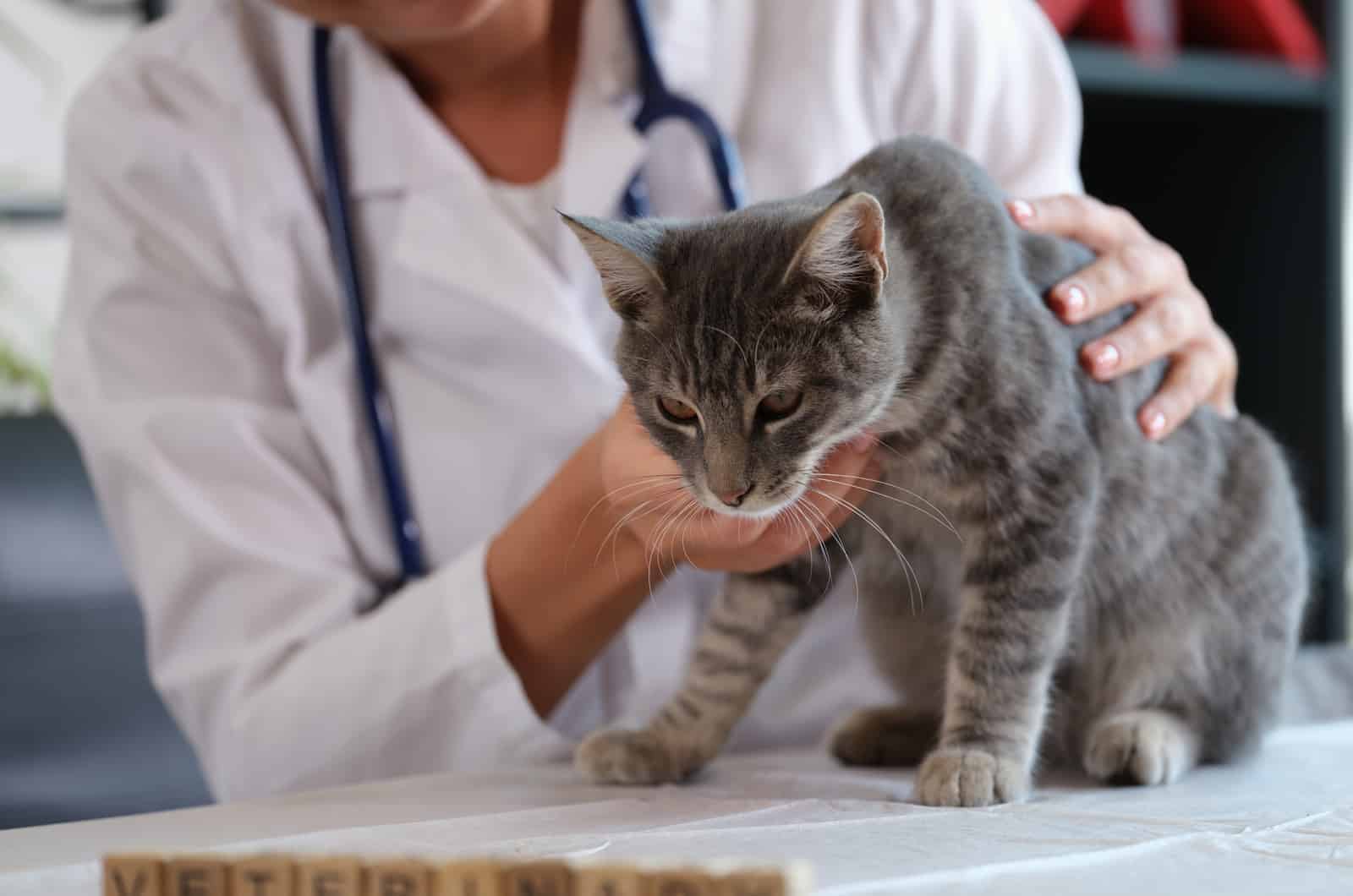 Female veterinarian holds sick cat close-up