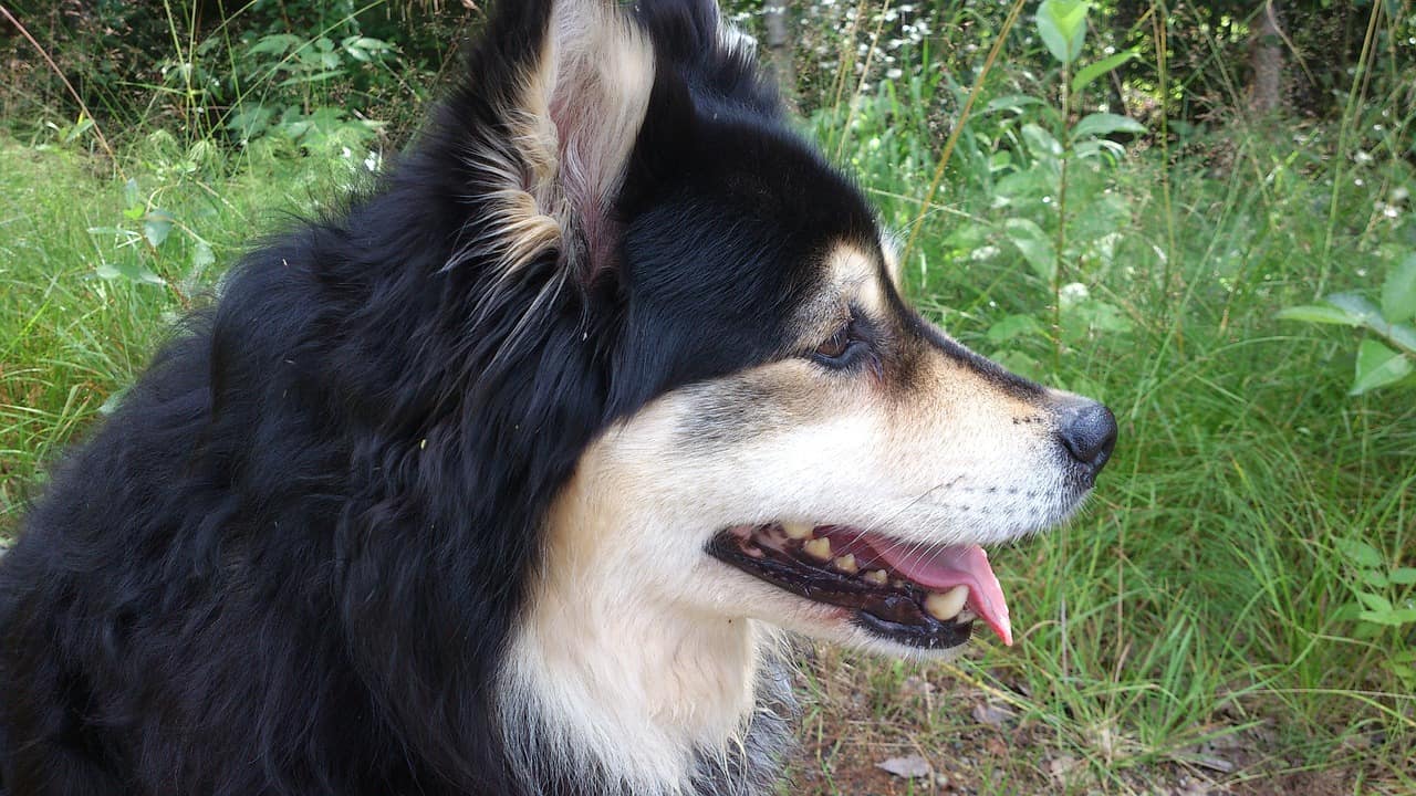 Finnish Lapphund side profile