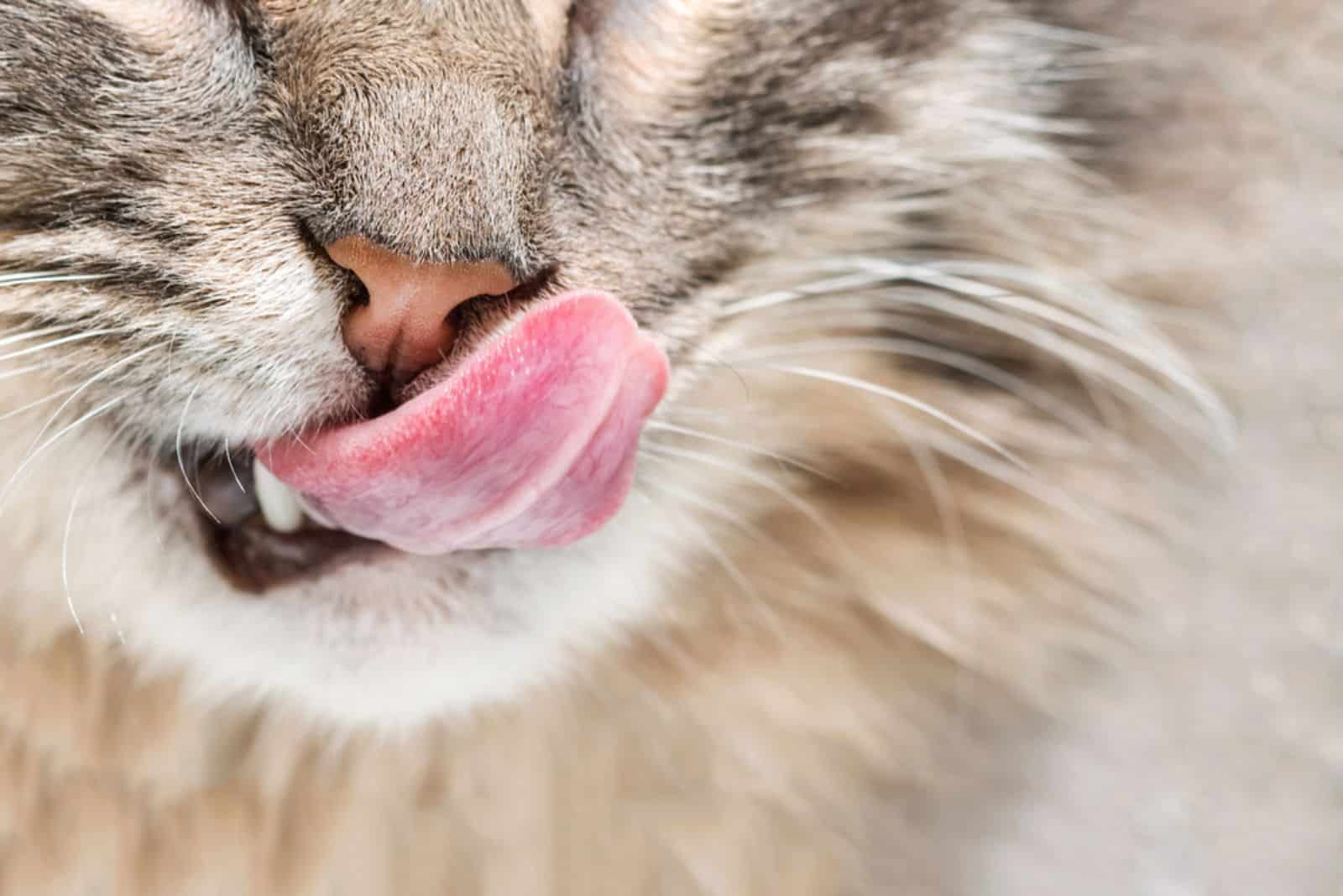 Fluffy gray cat tongue licking his nose