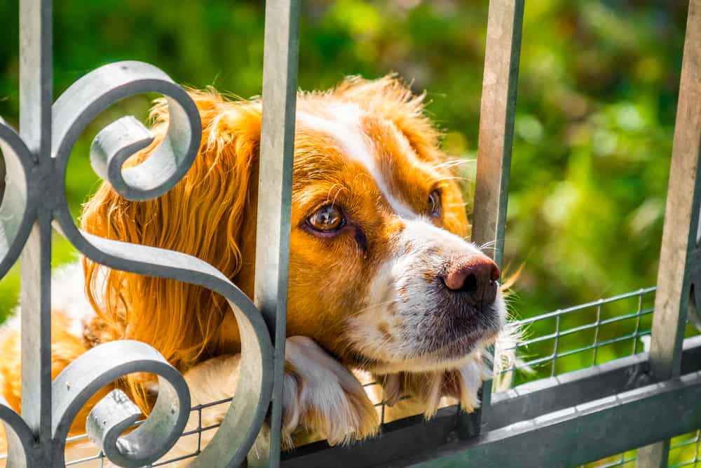 French Brittany looking from the fence