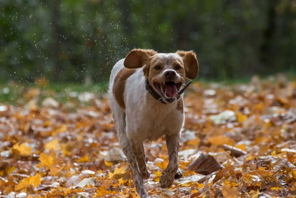 French Brittany puppy running and barking