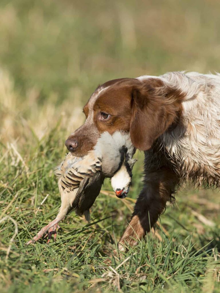 French Brittany Spaniel got a duck