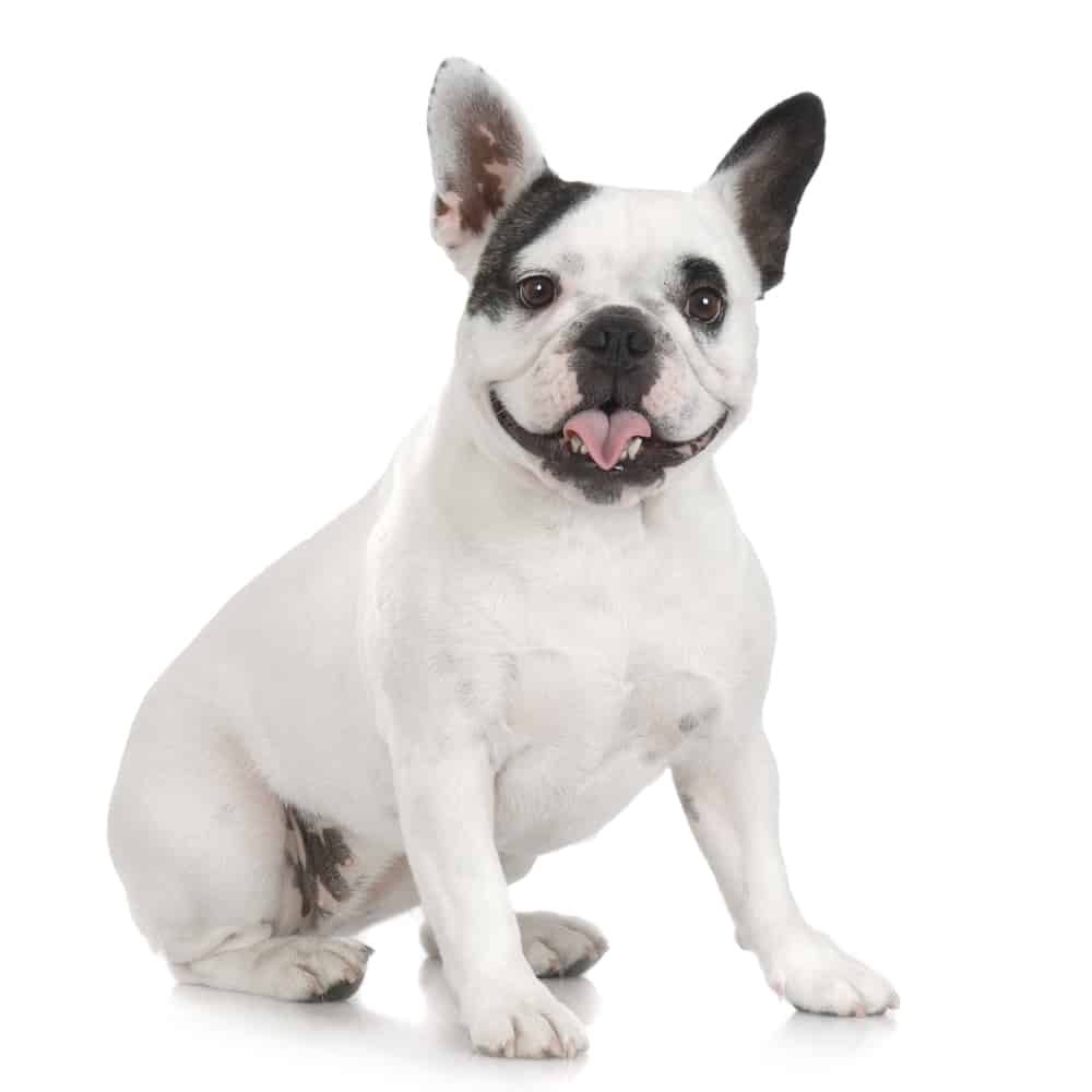 Black and white Frenchton sitting against white background