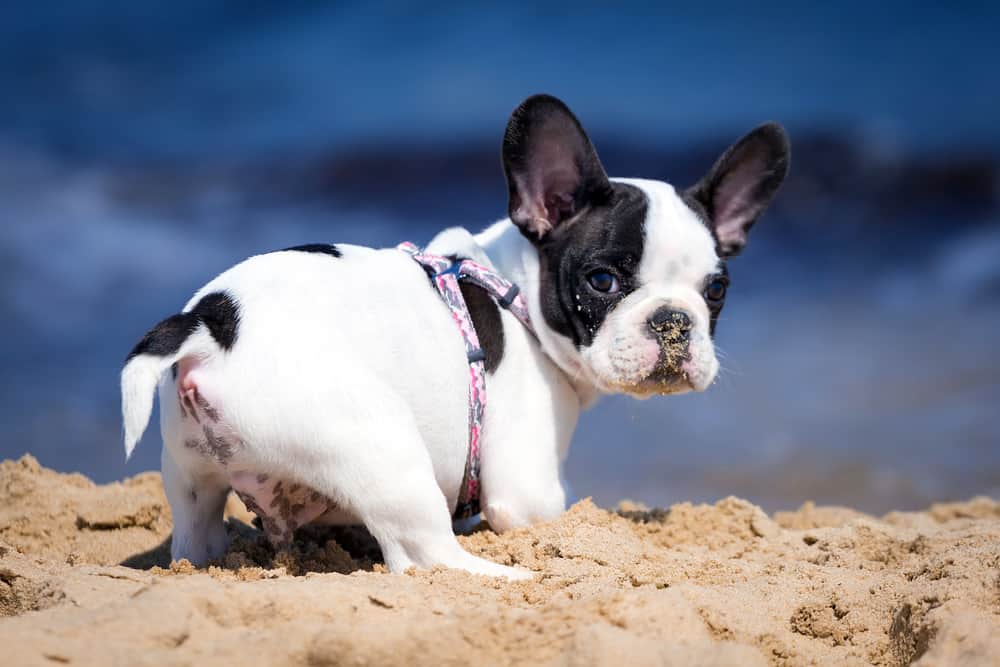 Frenchton puppy digging in the sand at the beach