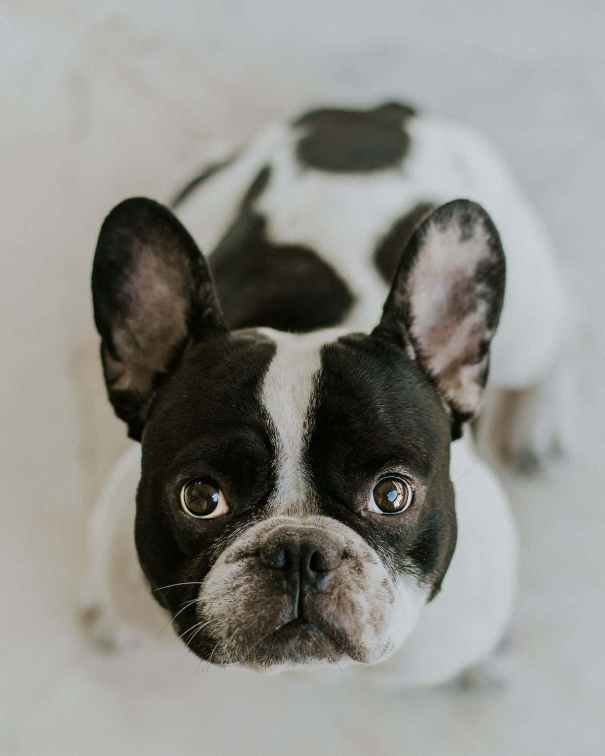 Black and white Frenchton looking up at you from the floor