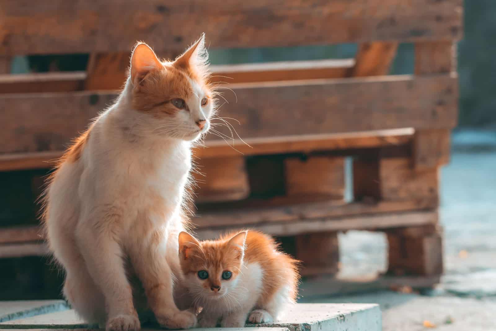 Frightened little white and red kitten cuddles to cat