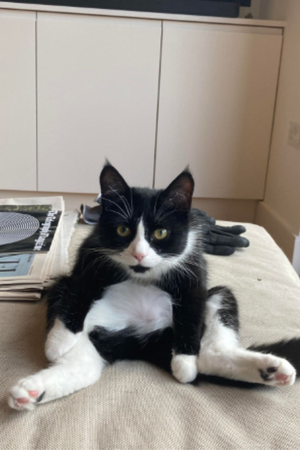 Funny cat sitting like a human