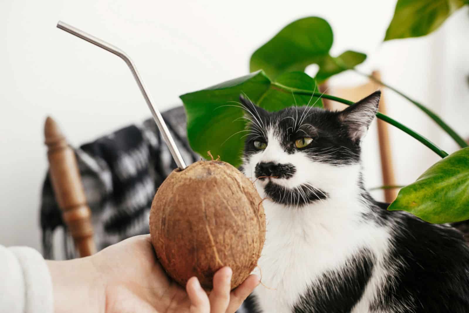 Funny cute cat smelling and tasting coconut with metal straw in hand