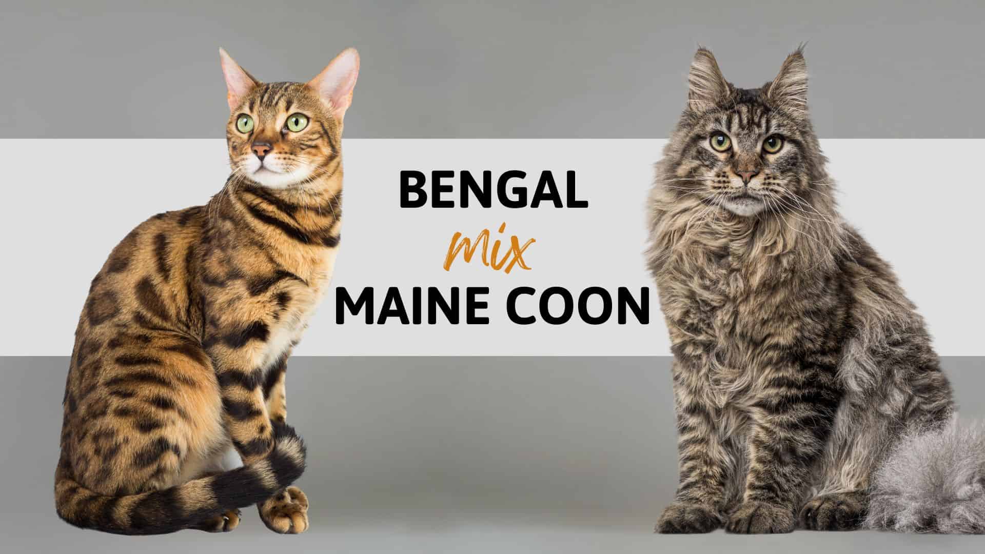 bengal and maine coon mix