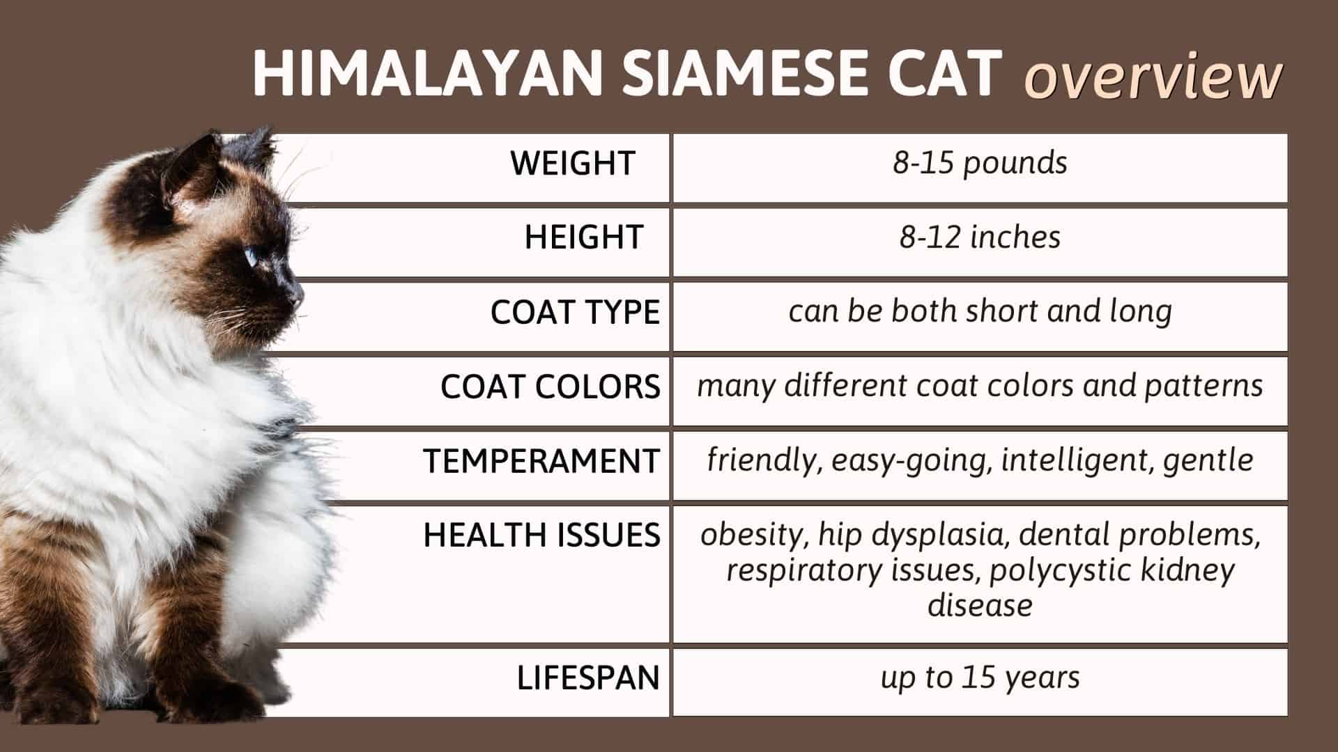 himalayan siamese cat chart