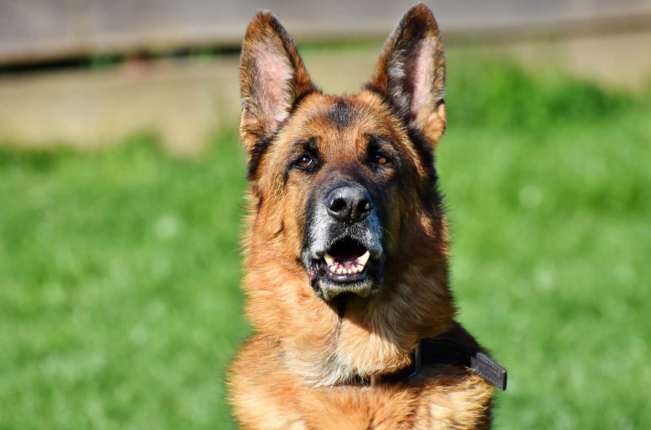 A German Shepherd portrait