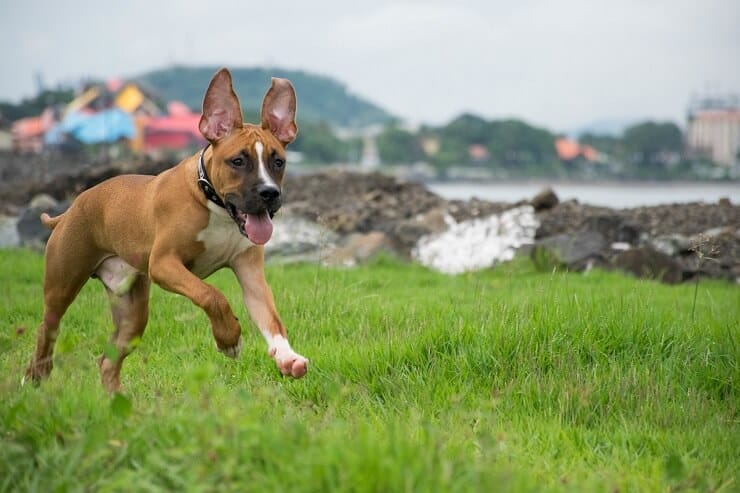 German Shepherd Pitbull Mix also known as German Pit or German Sheppit