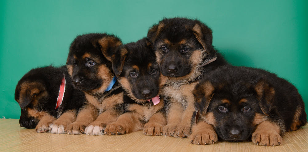 German shepherd puppies in a basket