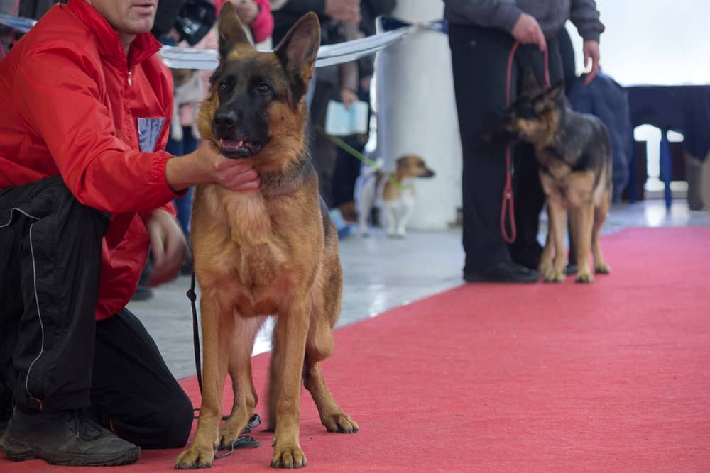 German shepherd training school