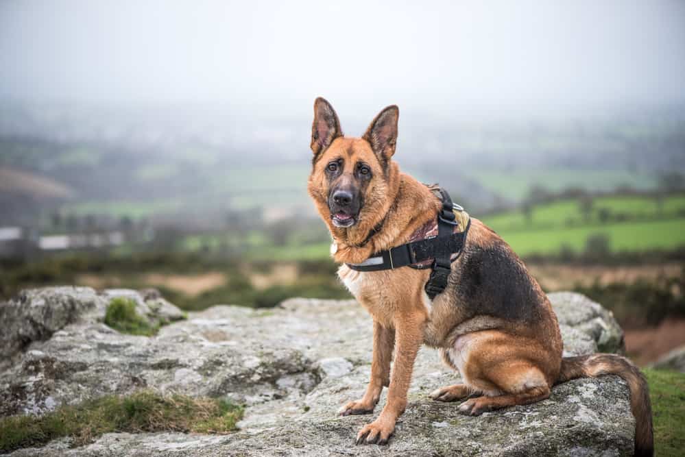 German shepherd dog in harness