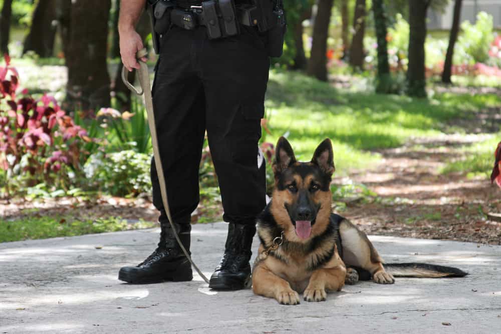 German Shepherd Service Dog with Police Officer