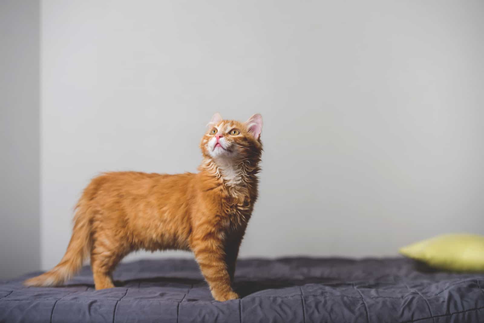 Ginger cat alone at home