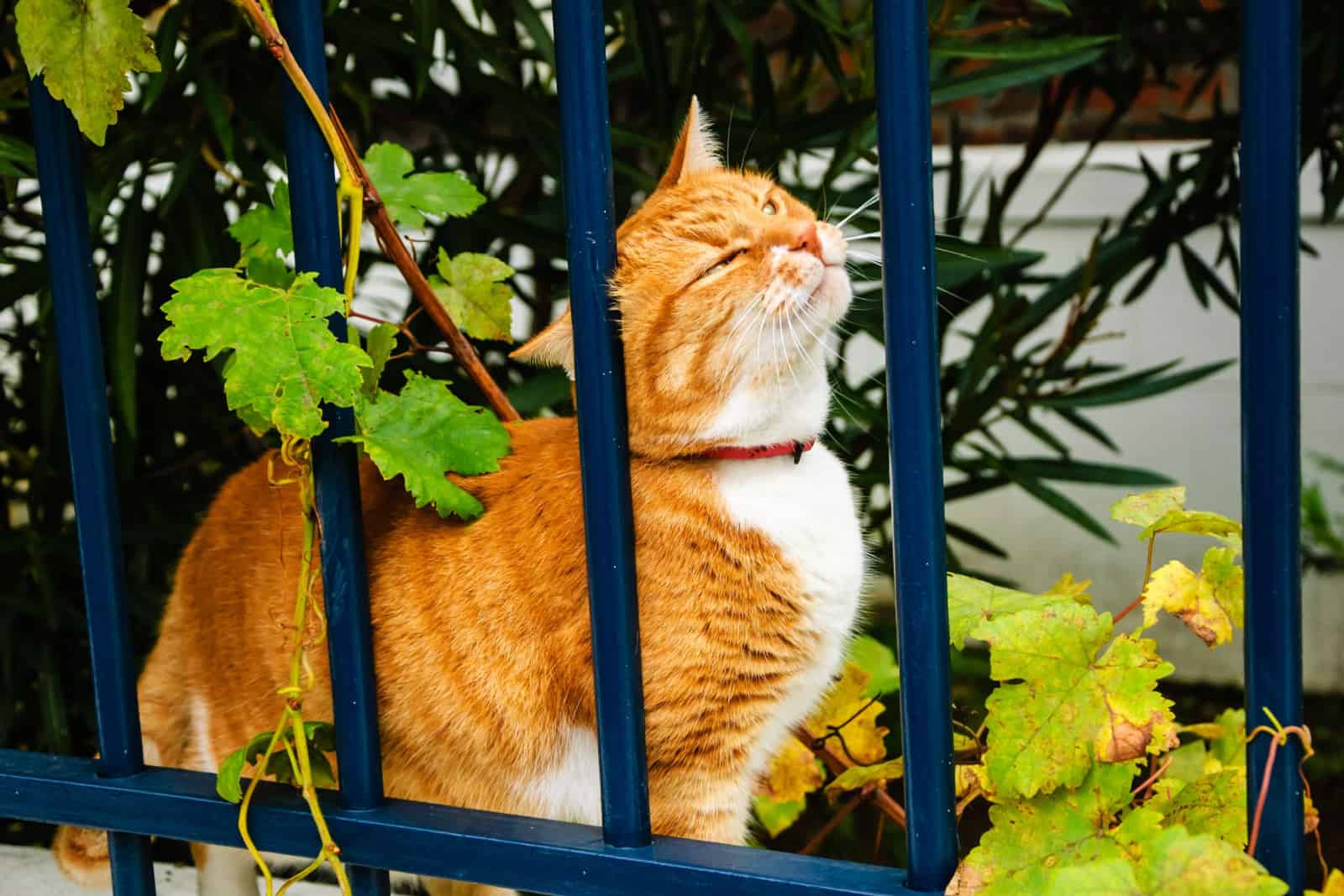 Ginger cat with narrowed eyes rubbing against blue iron fence.