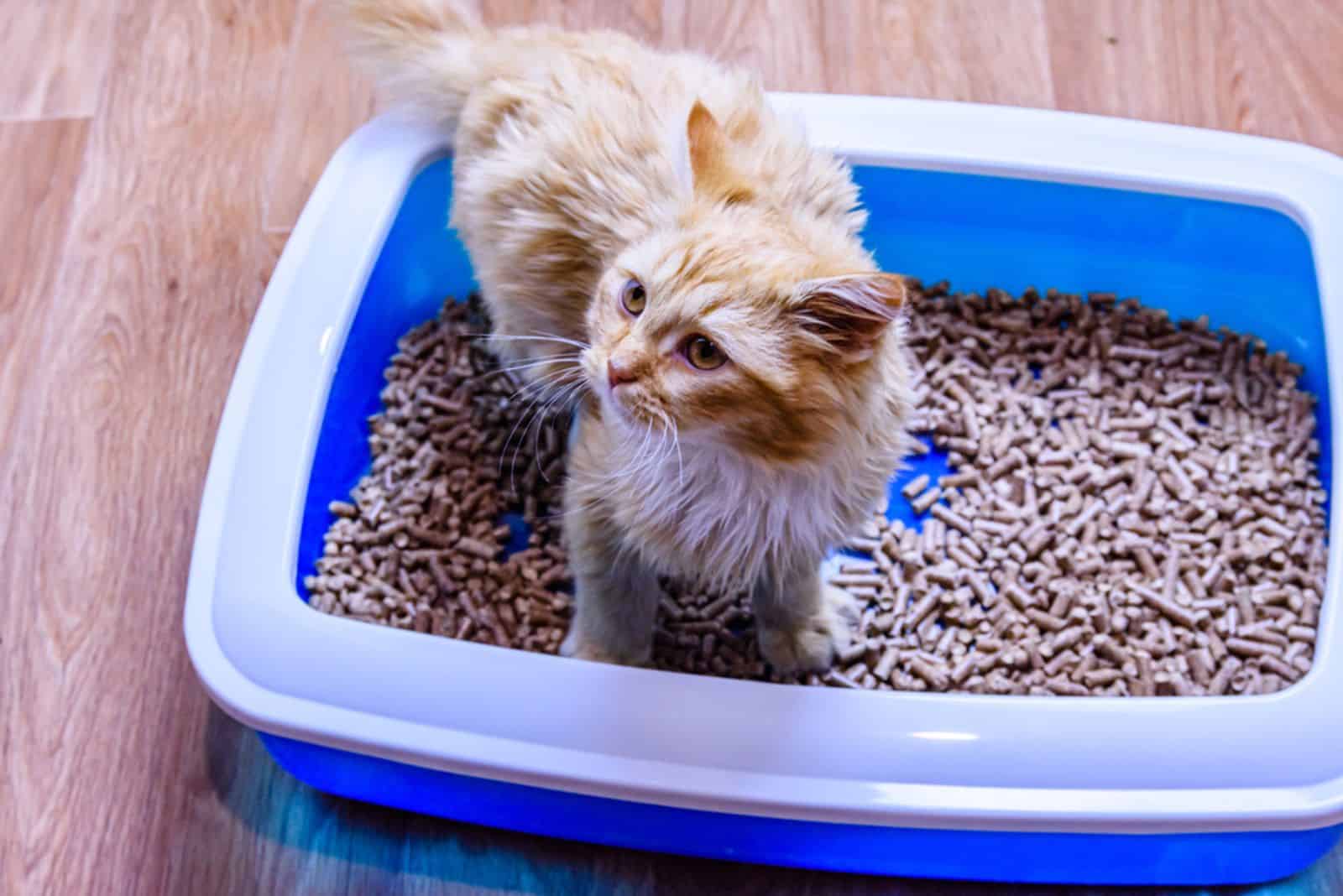 Ginger kitten in litter box with filler