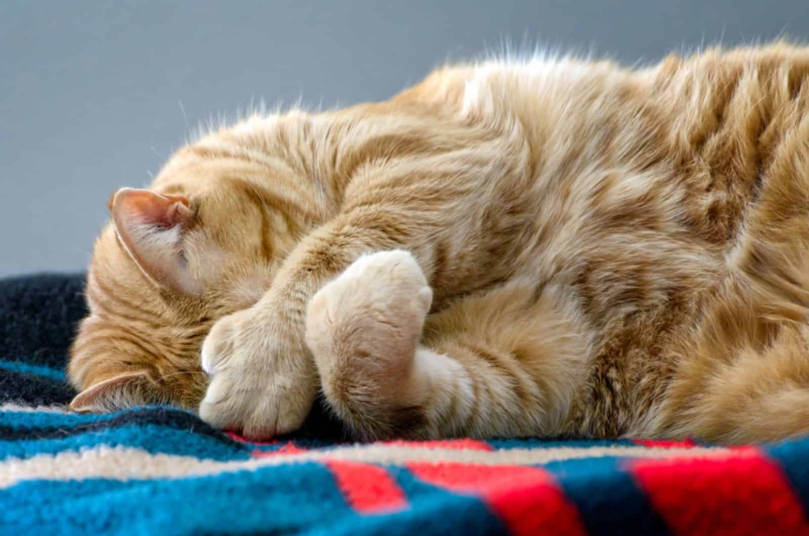 Ginger polydactyl cat hiding face with large paws