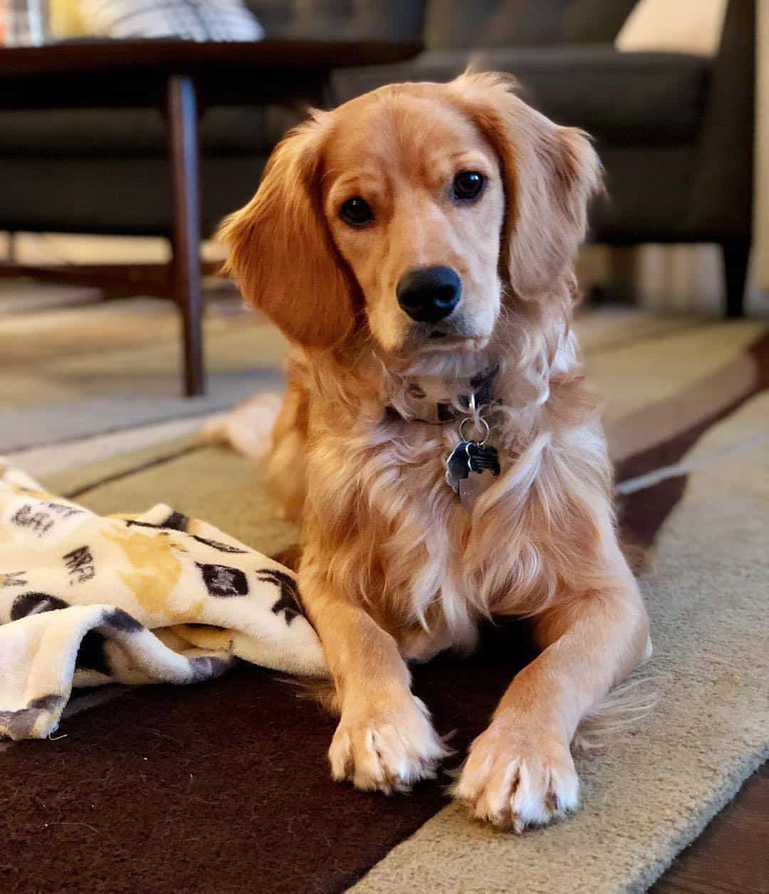 Golden Cocker Retreiver relaxing at home on the carpet