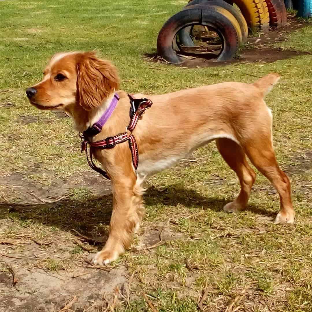 Golden Cocker Retriever playing outside in a pink harness