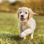 Seven week old golden retriever puppy outdoors on a sunny day.