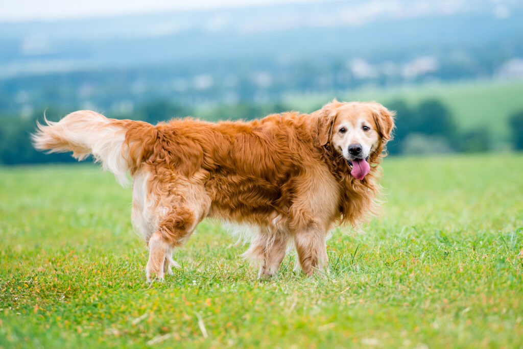 Golden Retriever on a field