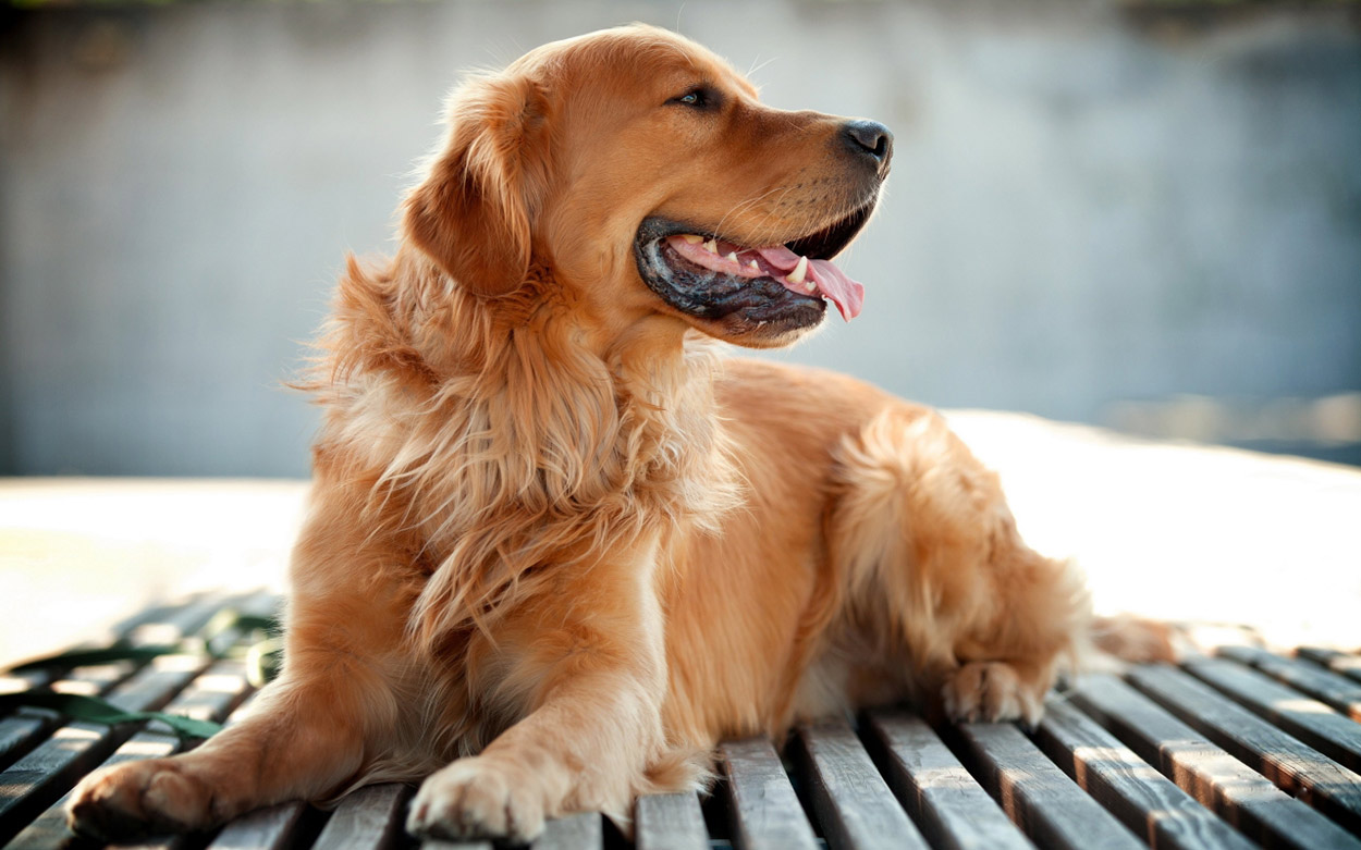 Golden-Retriever_4