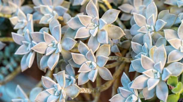 Graptopetalum Paraguayense