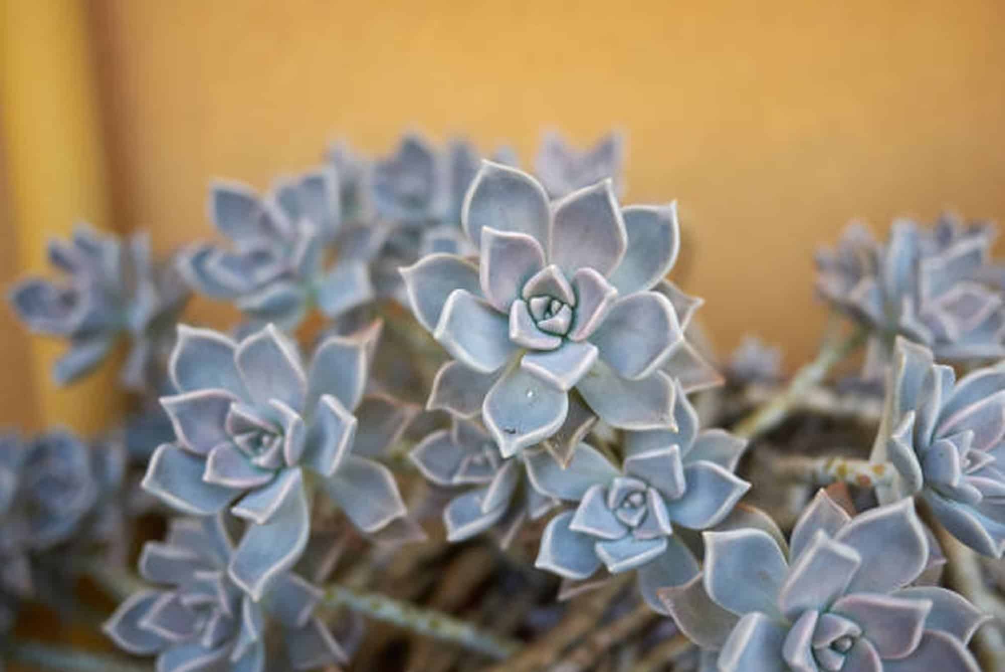 Graptopetalum Paraguayense