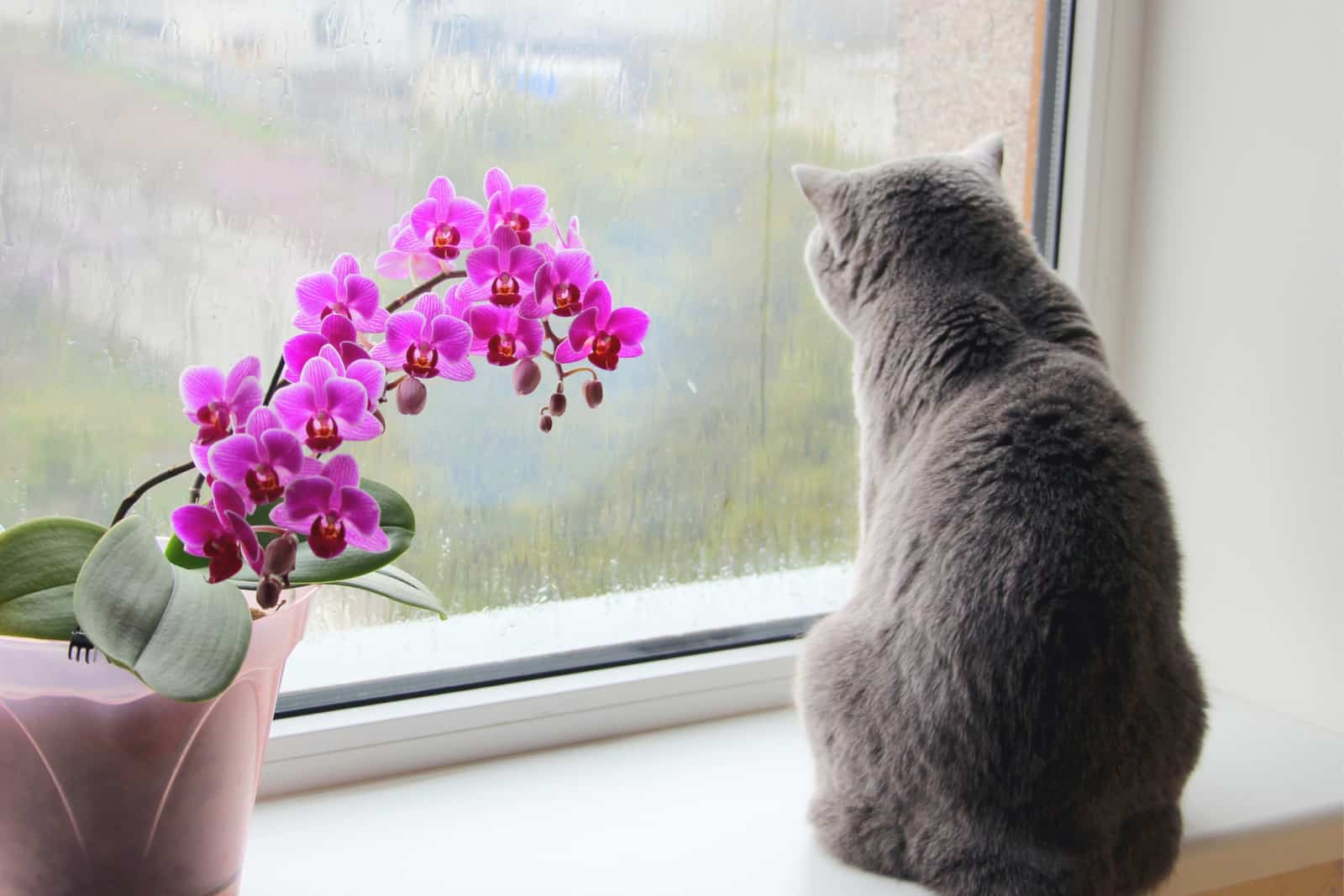 Gray Scottish cat looks out the window at the rain