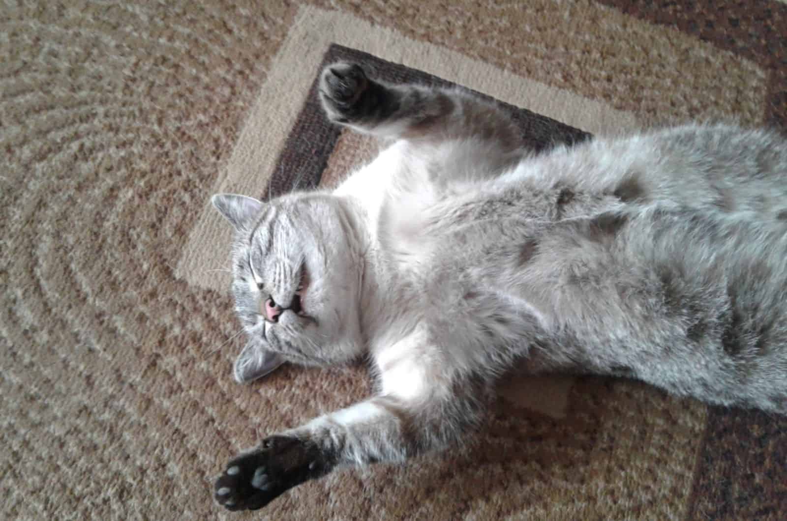 Gray cat sleeps with raised paws and open mouth 