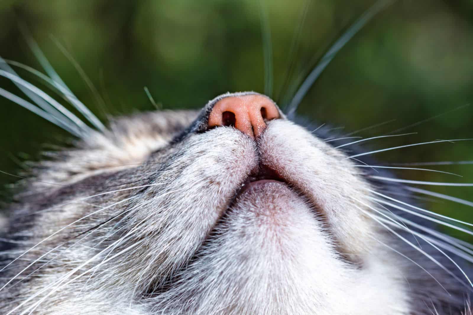 Gray cat's nose and mouth macro close-up