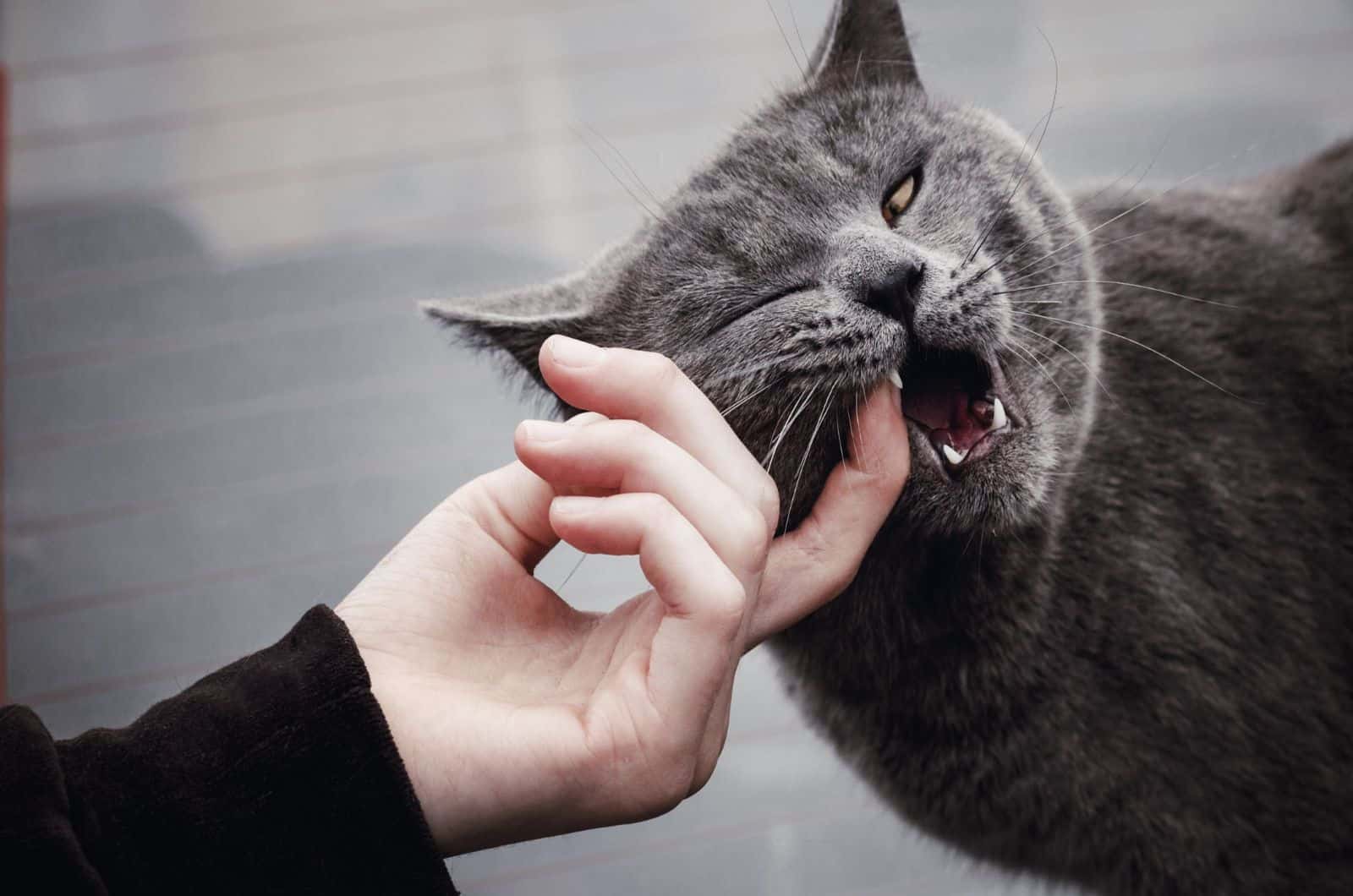 Gray thoroughbred cat eats playing with a man's finger