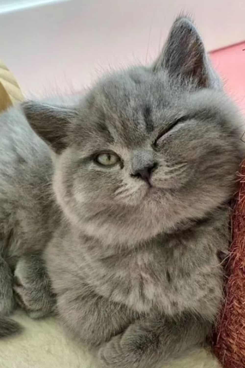 Grey British Shorthair with green eyes