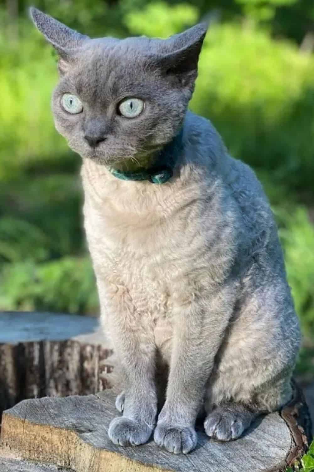 Grey Devon Rex cat with green eyes